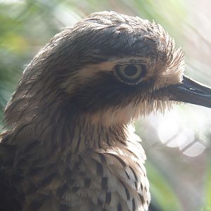 Bush stone-curlew  (Burhinus grallarius), 2022-05-28