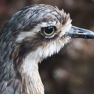 Bush stone-curlew  (Burhinus grallarius), 2022-05-28