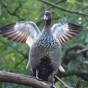 Australian maned wood duck (Chenonetta jubata), 2022-05-28