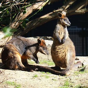 Swamp wallabies (Wallabia bicolor), 2022-05-28