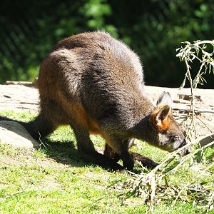 Swamp wallaby (Wallabia bicolor), 2022-05-28