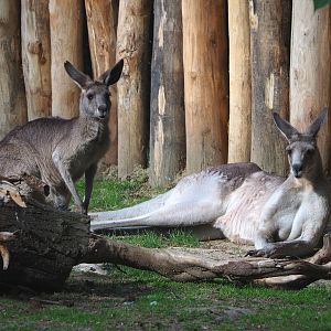 Eastern grey kangaroos (Macropus giganteus), 2022-05-28