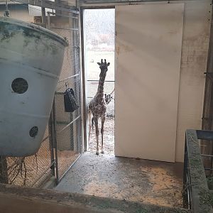 "Please may I come in? Pleeeease?"