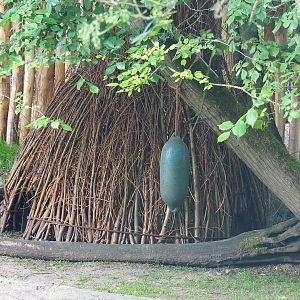 Wicker shelter for swamp wallabies, 2022-05-28