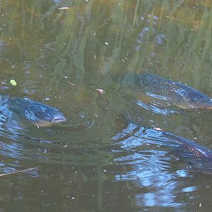 Common carps (Cyprinus carpio), 2022-05-28