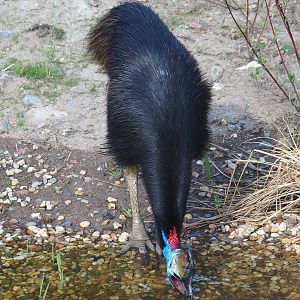 Double-wattled cassowary (Casuarius casuarius), 2022-05-28