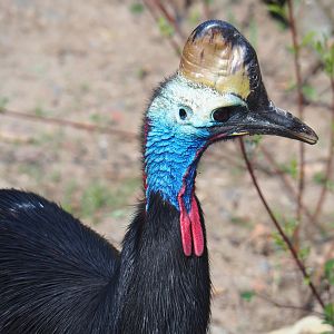 Double-wattled cassowary (Casuarius casuarius), 2022-05-28