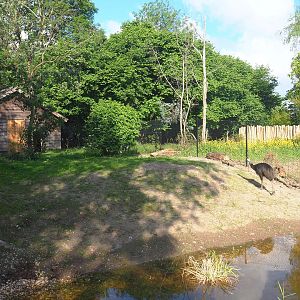 Renovated double-wattled cassowary exhibits, 2022-05-28