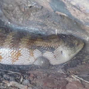 Eastern blue-tongued skink (Tiliqua scincoides scincoides), 2022-05-28