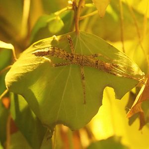 Thorny devil stick insect (Eurycantha calcarata), 2022-05-28