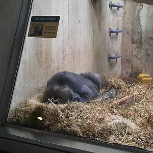 Western Lowland Gorilla