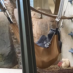 Western Lowland Gorilla 2