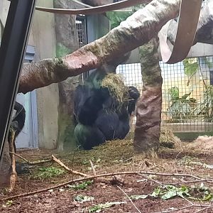 Western Lowland Gorilla 3