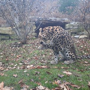 Amur Leopard