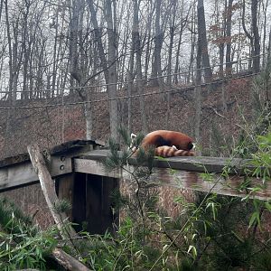 Asian Highlands- Red Pandas