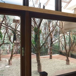 Koala exhibit, 2022-05-28