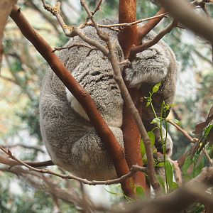 Koala (Phascolarctos cinereus), 2022-05-28