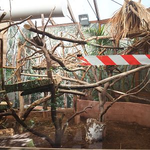 Goodfellow's tree kangaroo exhibit, 2022-05-28