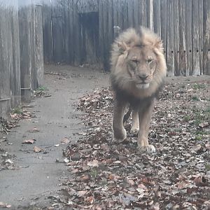 The King Takes a Stroll
