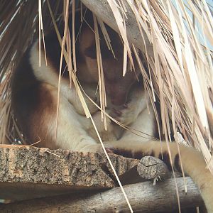 Goodfellow's tree kangaroo (Dendrolagus goodfellowi buergersi), 2022-05-28