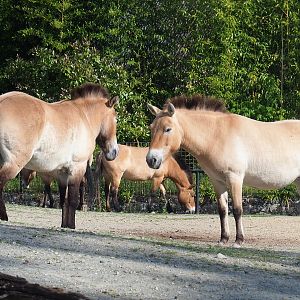 Przewalski's horses (Equus ferus przewalskii), 2022-05-28