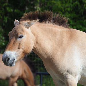 Przewalski's horse (Equus ferus przewalskii), 2022-05-28