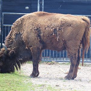 Wisent (Bison bonasus), 2022-05-28