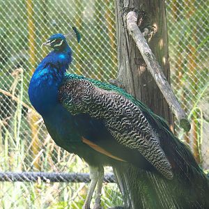Blue peafowl (Pavo cristatus), 2022-05-28