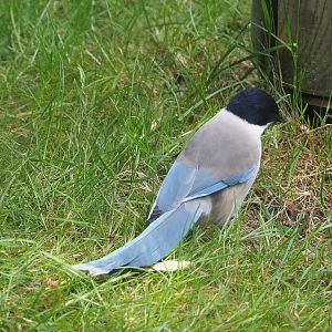 Asian azure-winged magpie (Cyanopica cyanus), 2022-05-28