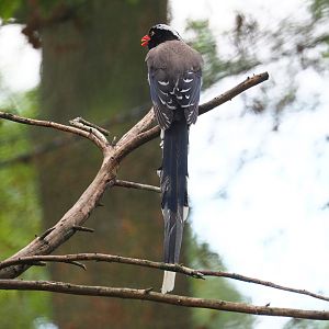 Red-billed blue magpie (Urocissa erythroryncha), 2022-05-28