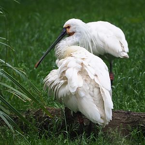 Eurasian spoonbill (Platalea leucorodia), 2022-05-28