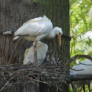 Juvenile Eurasian spoonbills (Platalea leucorodia), 2022-05-28