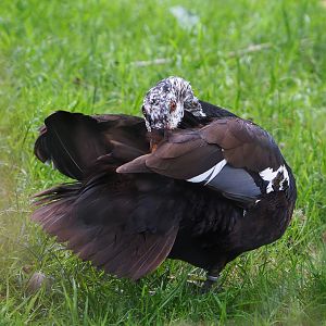 Asian white-winged wood duck (Asarcornis scutulata), 2022-05-28