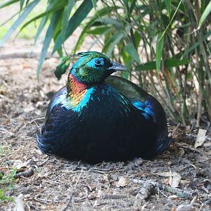 Himalayan monal pheasant (Lophophorus impejanus), 2022-05-28