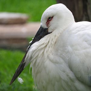 Oriental white stork (Ciconia boyciana), 2022-05-28