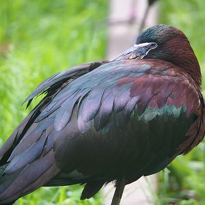 Glossy ibis (Plegadis falcinellus), 2022-05-28