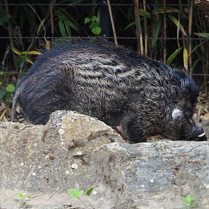 Negros Visayan warty pig (Sus cebifrons negrinus), 2022-05-28