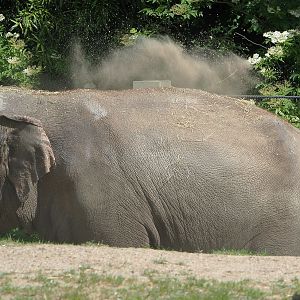 Asian elephant (Elephas maximus), 2022-05-28