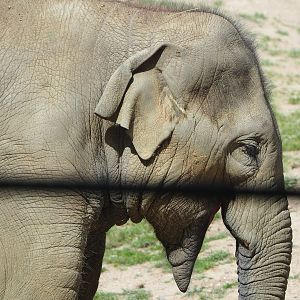 Young Asian elephant (Elephas maximus), 2022-05-28
