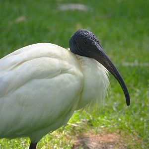Black-headed ibis (Threskiornis melanocephalus), 2022-05-28
