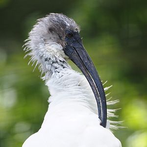 Black-headed ibis (Threskiornis melanocephalus), 2022-05-28