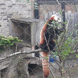 Red Panda 1