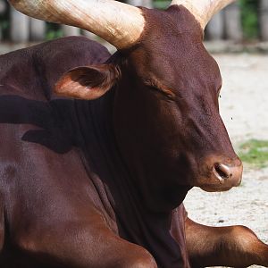 Ankole-Watusi cattle (Bos taurus indicus X B. t. taurus), 2022-05-28