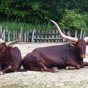 Ankole-Watusi cattle (Bos taurus indicus X B. t. taurus), 2022-05-28