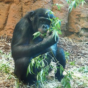 Bonobo (Pan paniscus), 2022-05-28