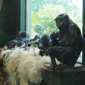 Bonobos (Pan paniscus), 2022-05-28