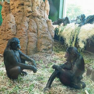 Bonobos (Pan paniscus), 2022-05-28