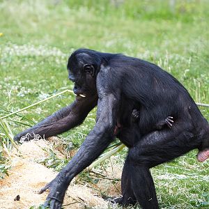 Bonobos (Pan paniscus), 2022-05-28