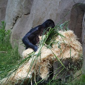 Bonobo (Pan paniscus) dragging nesting materials to indoor exhibit, 2022-05-28
