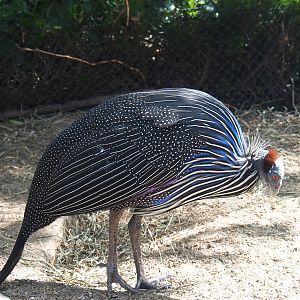 Vulturine guineafowl (Acryllium vulturinum), 2022-05-28
